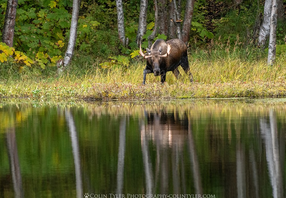 Bull Moose at Sunset, Eagle River Nature Center, Alaska, 24x36 Canvas  PrintOnline StoreColin Tyler Photography
