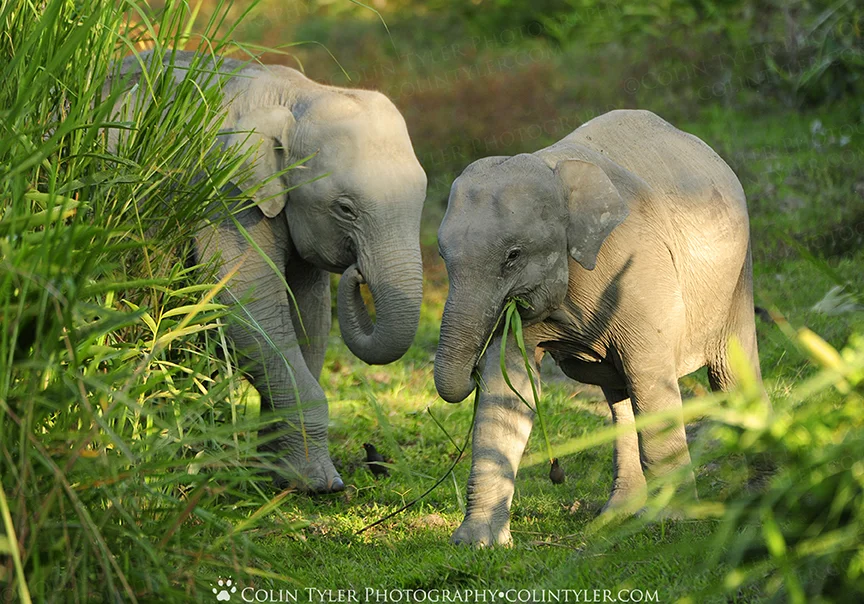 Asian Elephants, Kaziranga National Park