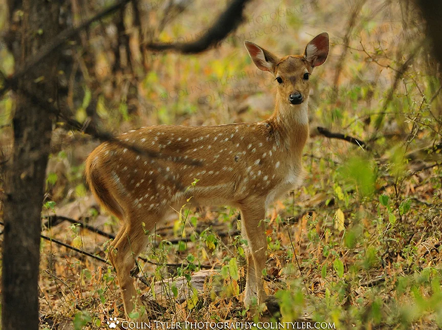Spotted Deer, Ranthambore National Park