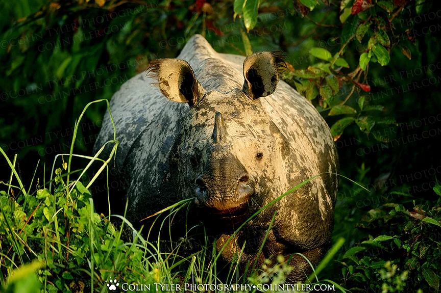 One-horned Indian Rhinoceros, Kaziranga National Park
