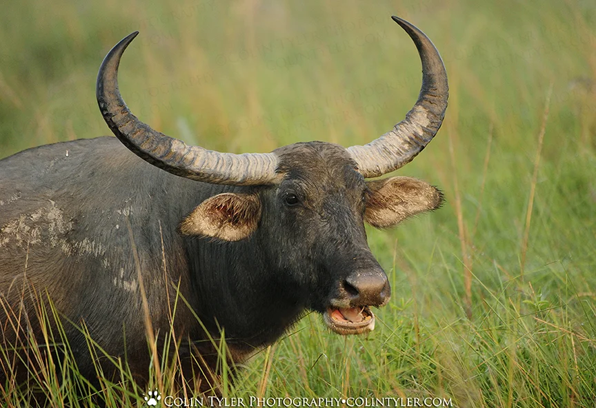 Asiatic Water Buffalo, Kaziranga National Park