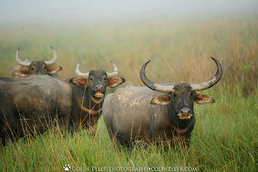 Asiatic Water Buffalo, Kaziranga National Park