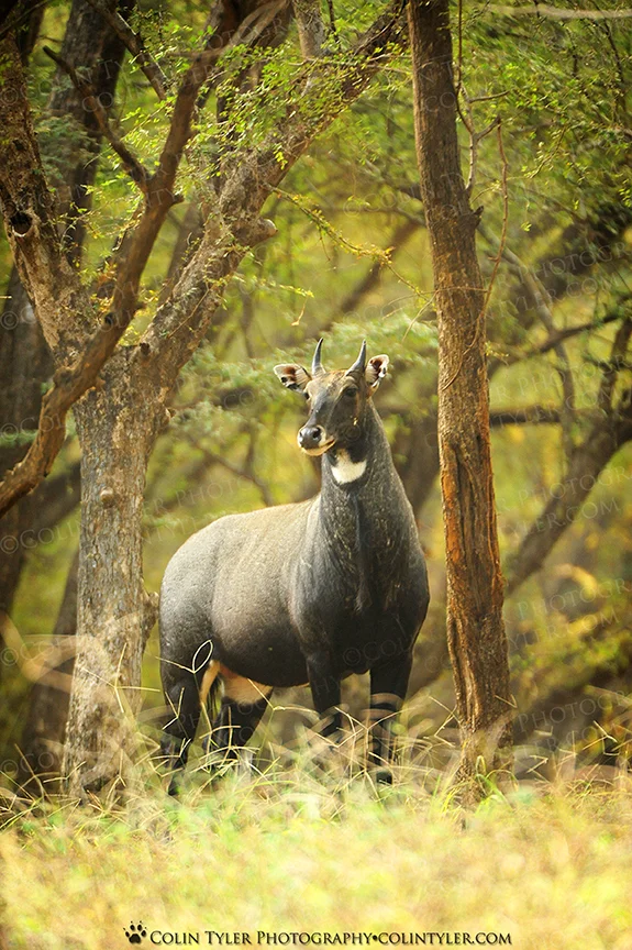Blue Bull, Ranthambore National Park