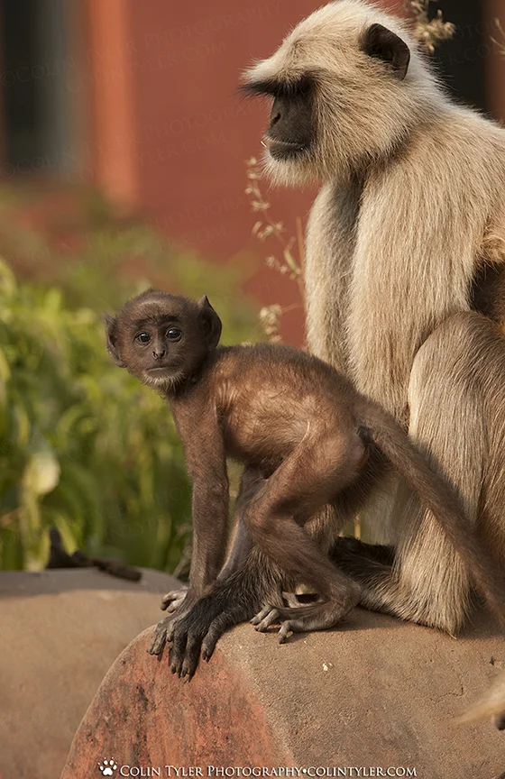 Black-faced Langurs, Ranthambore National Park