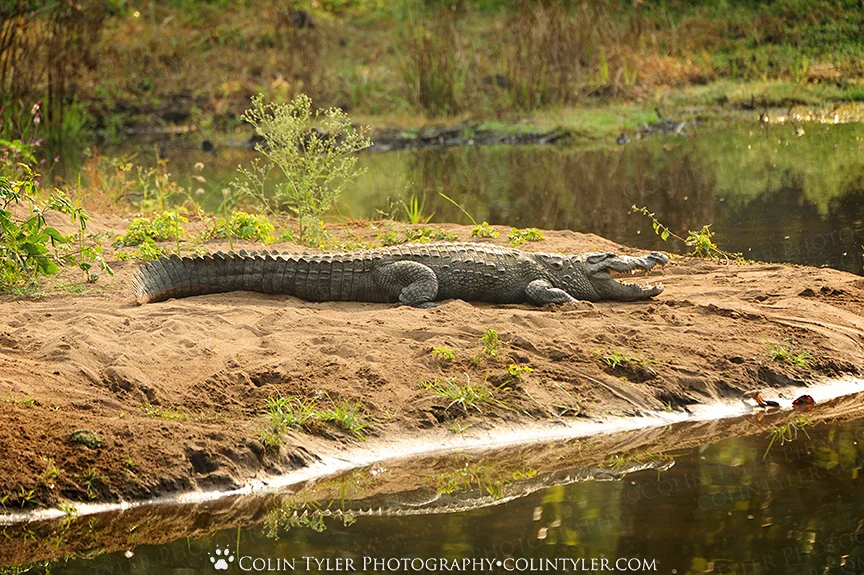 Crocodile, Ranthambore National Park