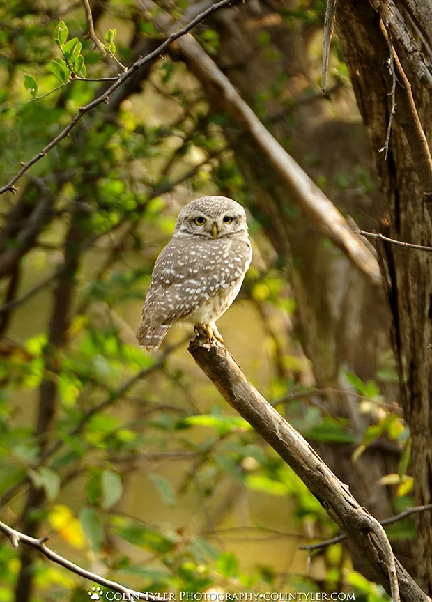 Spotted Owl, Ranthambore National Park, India