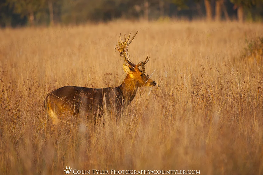 Central Barasingha Deer, Kanha National Park