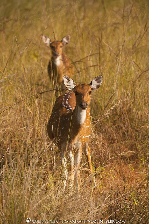 Spotted Deer, Bandhavgarh National Park