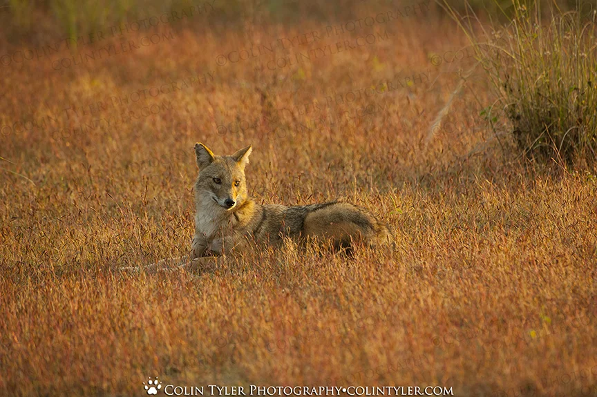 Jackal, Kanha National Park