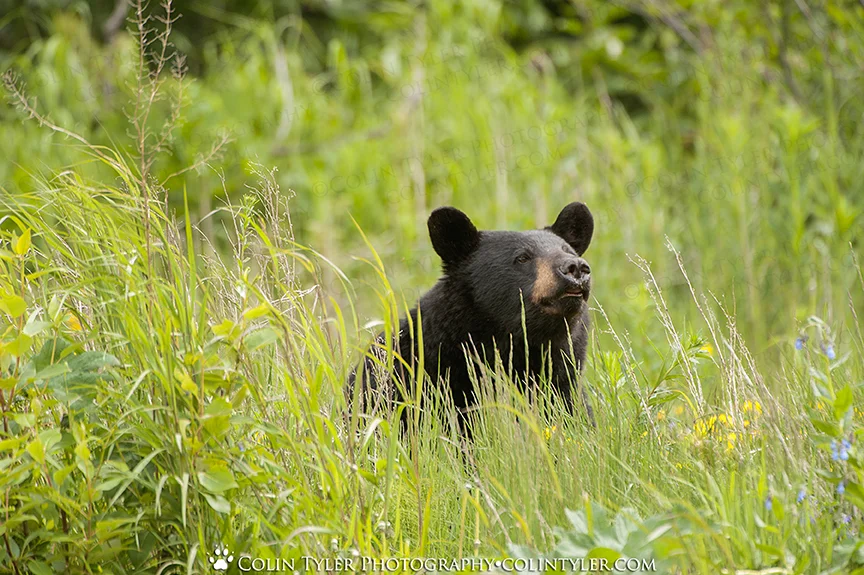 A black bear lifts its nose to the breeze while grazing in early summer at the Eagle River Nature Center, Alaska