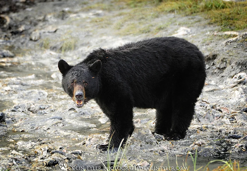 Black bear foraging in the tidal flats near Valdez, Alaska