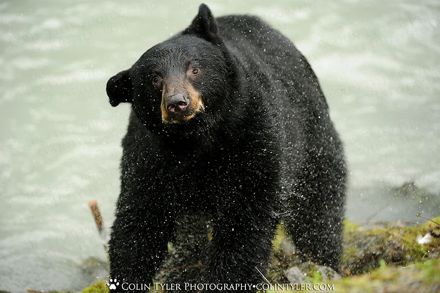 Black bear shaking off after chasing salmon near Valdez, Alaska
