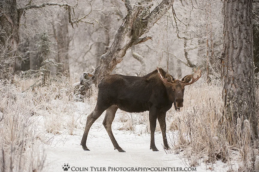 Bull moose at the Eagle River Nature Center in early February