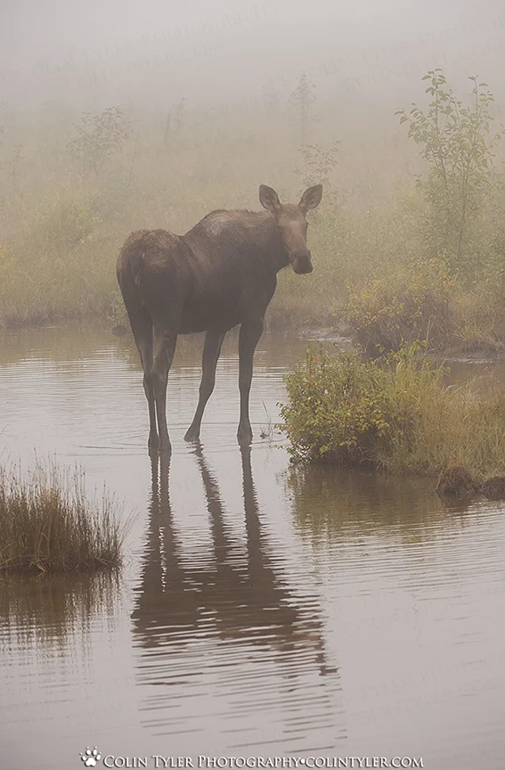 "Moose in the Morning Mist" - Eagle River Nature Center, Alaska
