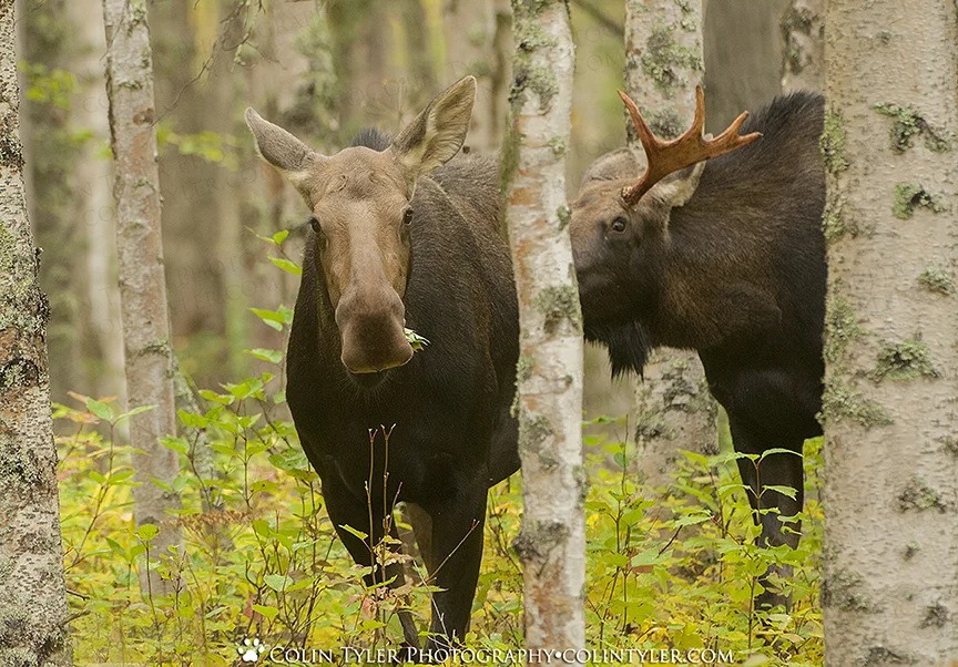 A bull moose displays early rutting behavior to an unresponsive cow, Eagle River Nature Center, Alaska