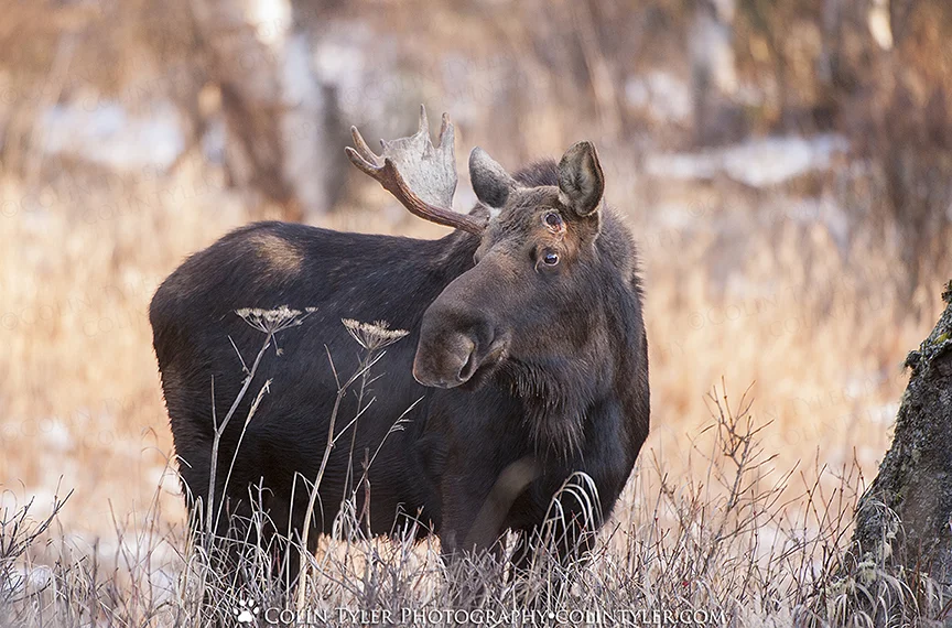 A bull moose has shed one if its antlers, Eagle River Nature Center, Alaska