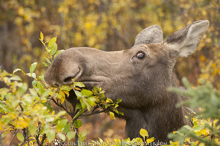 A cow moose browsing on willow leaves, Denali National Park, Alaska