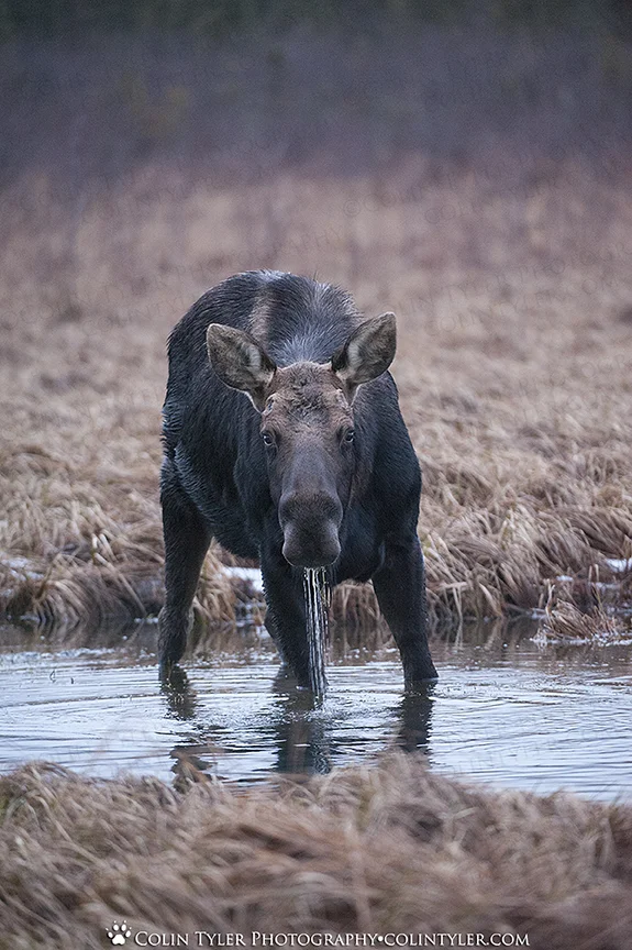 This is the bull moose in the previous photos, he just shed second antler, Eagle River Nature Center, Alaska