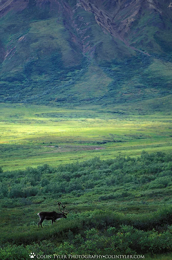 Bull Caribou Grazing, Denali National Park, Alaska