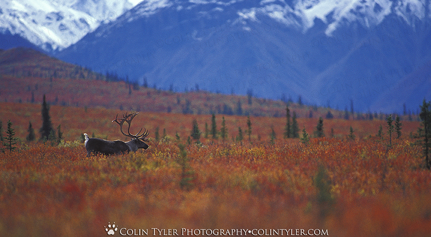 Bull caribou in autumn, Denali National Park, Alaska