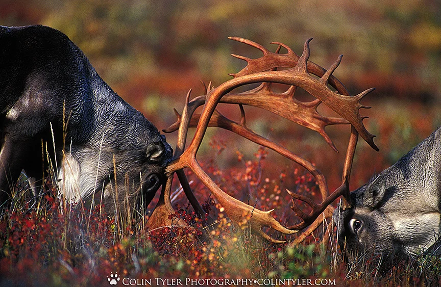 Bull caribou sparring, Denali National Park, Alaska
