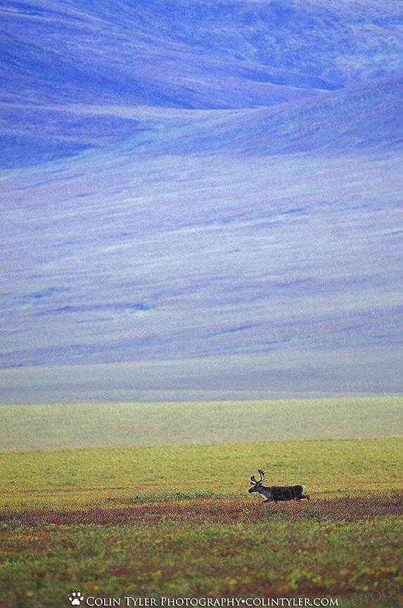 Bull caribou on Alaska's north slope in autumn