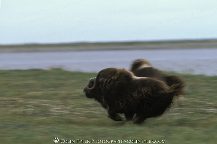  Muskoxen running along the Saganavirktok River, Dalton Highway, Alaska