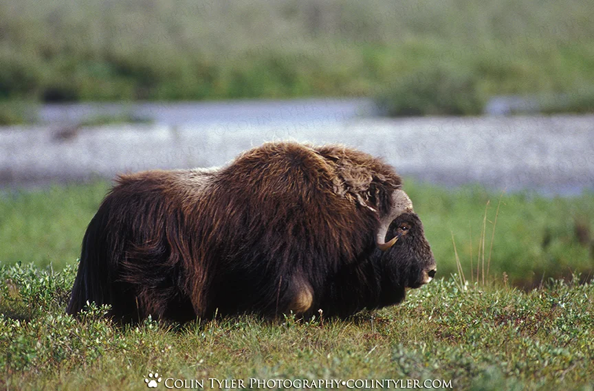 Muskox along the Saganavirktok River, Dalton Highway, Alaska
