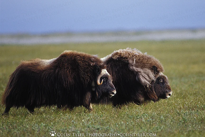 Muskoxen along the Saganavirktok River,  Dalton Highway,Alaska