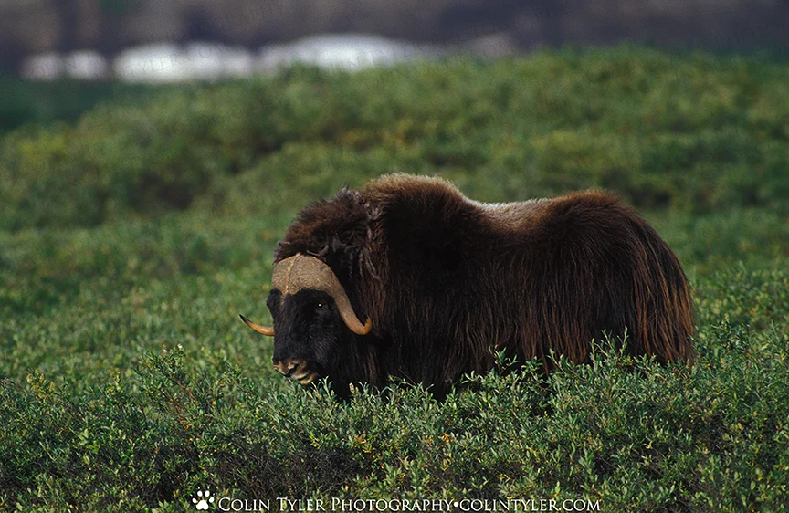 Muskox near Franklin Bluffs, Dalton Highway, Alaska