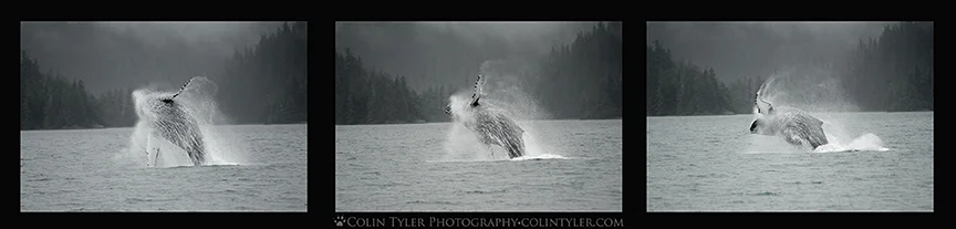 Humpback whale breach in Prince William Sound, Alaska