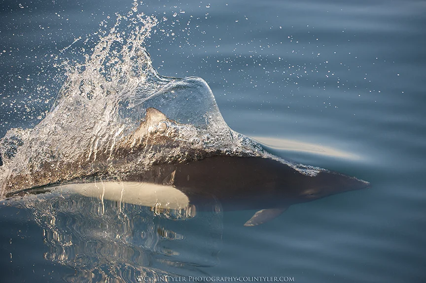 Dall's porpoise racing the boat in Prince William Sound, Alaska