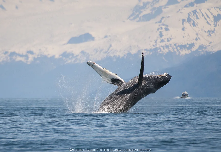 Humpback whale breaches in Prince William Sound, Alaska