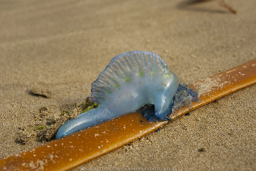 Blue bottle jellyfish on Herbertsville Beach, New Zealand