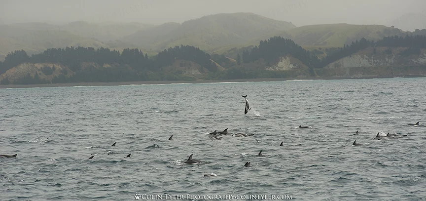 Dusky dolphins near Kaikoura, New Zealand