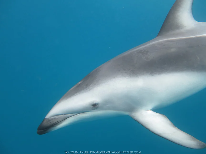 Dusky dolphin near Kaikoura, New Zealand