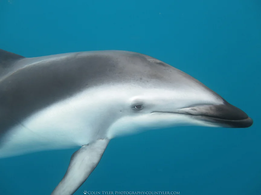 Dusky dolphin near Kaikoura, New Zealand