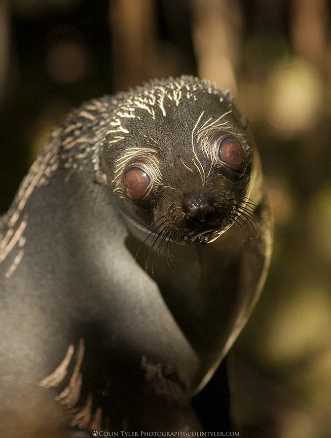 Fur seal pup near Kaikoura, New Zealand