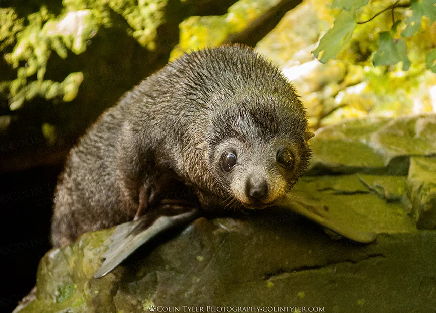 Fur seal pup near Kaikoura, New Zealand