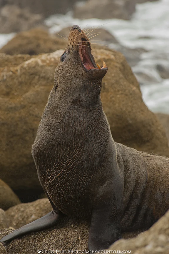 Fur seal on Herbertsville Beach, New Zealand
