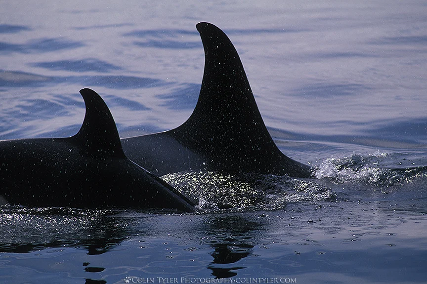 Orcas in Prince William Sound, Alaska