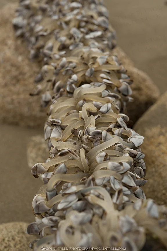 Mussels attached to a log on Herbertsville Beach, New Zealand
