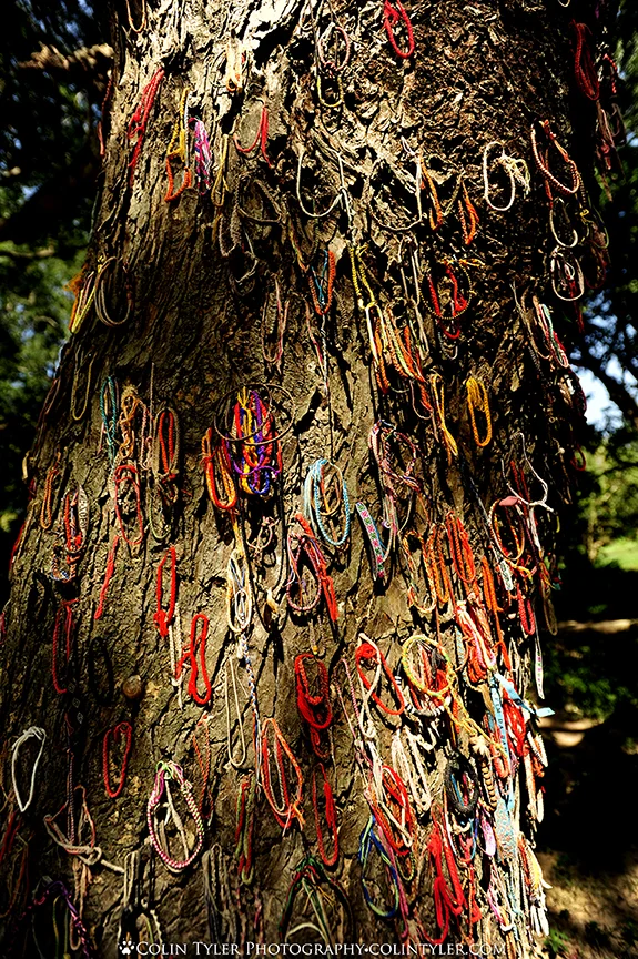 The Killing Tree, adorned with bracelets for the young victims, Phnom Penh