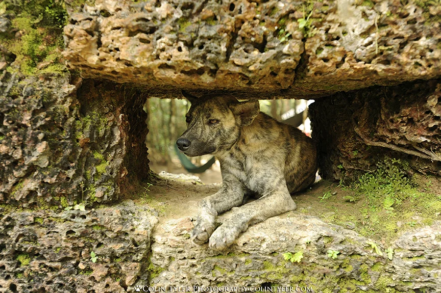 "Temple of the Dog" at Angkor Wat Temples, Siem Reap