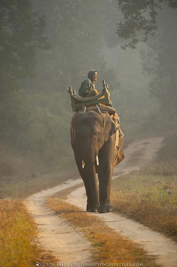 Elephant and mahout, Kanha National Park