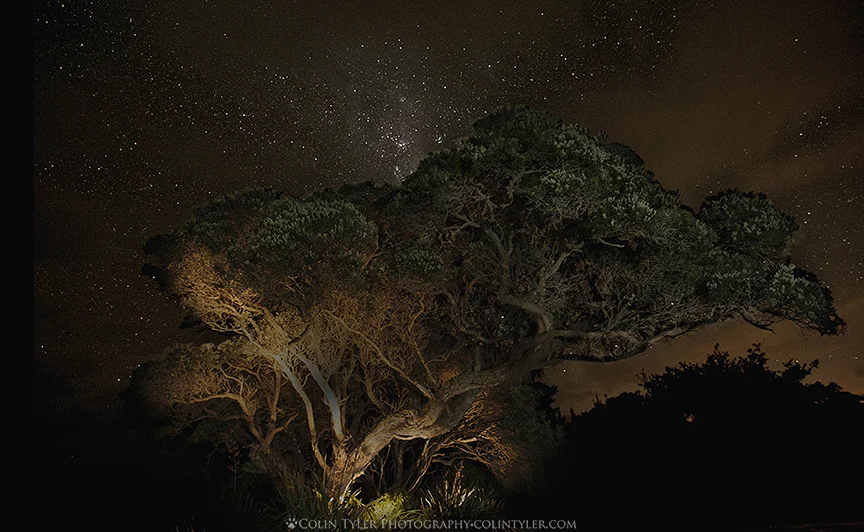 Pohutukawa tree under the stars, Headlands, North Island