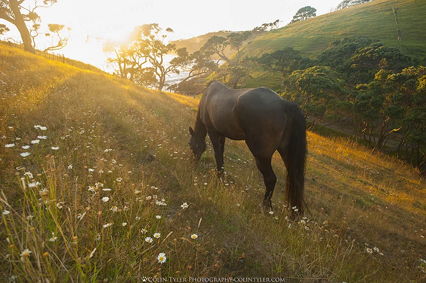 Casey the Horse, Headlands, North Island