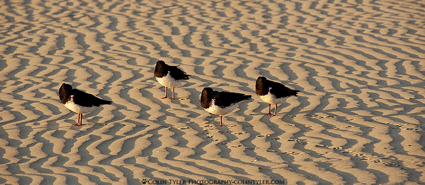 Oystercatchers hiding from the wind, Nelson