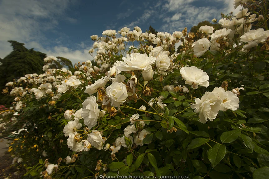 Roses at the Christchurch Botanic Gardens, South Island