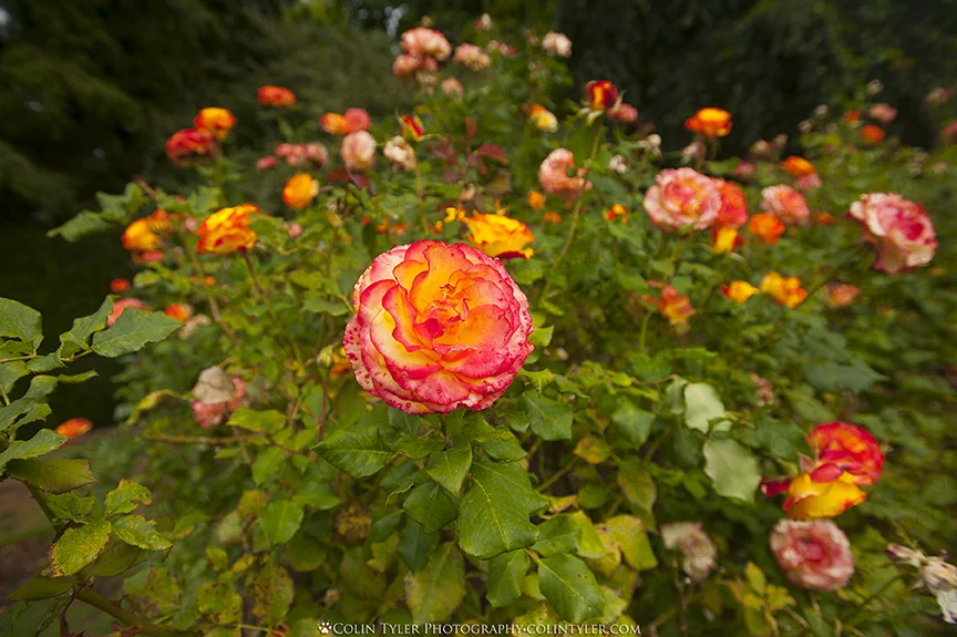 Roses at the Christchurch Botanic Gardens